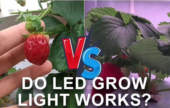 LED Grow Light ใช้งานได้จริงหรือไม่? 