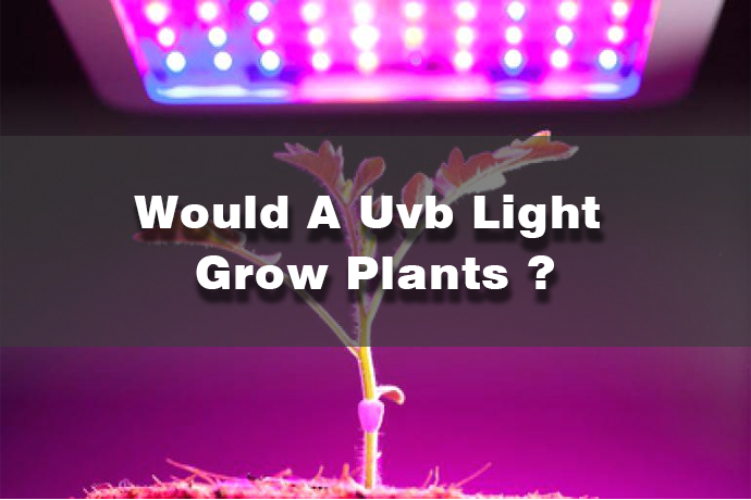 Una luce UVB farebbe crescere le piante? Prima di acquistare UV devi fare...