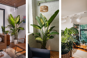เหตุใดอุณหภูมิสีจึงมีความสำคัญสำหรับ Plants.png